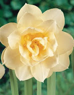 Нарцис (Narcissus) Manly